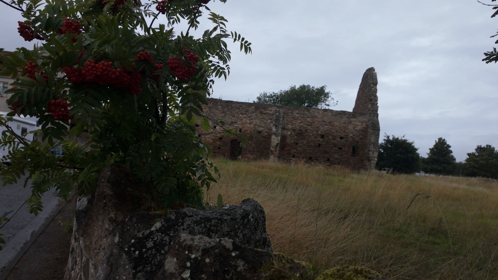 St Martin's Kirk across the long grass, seen past a rowan tree heavy with red berries