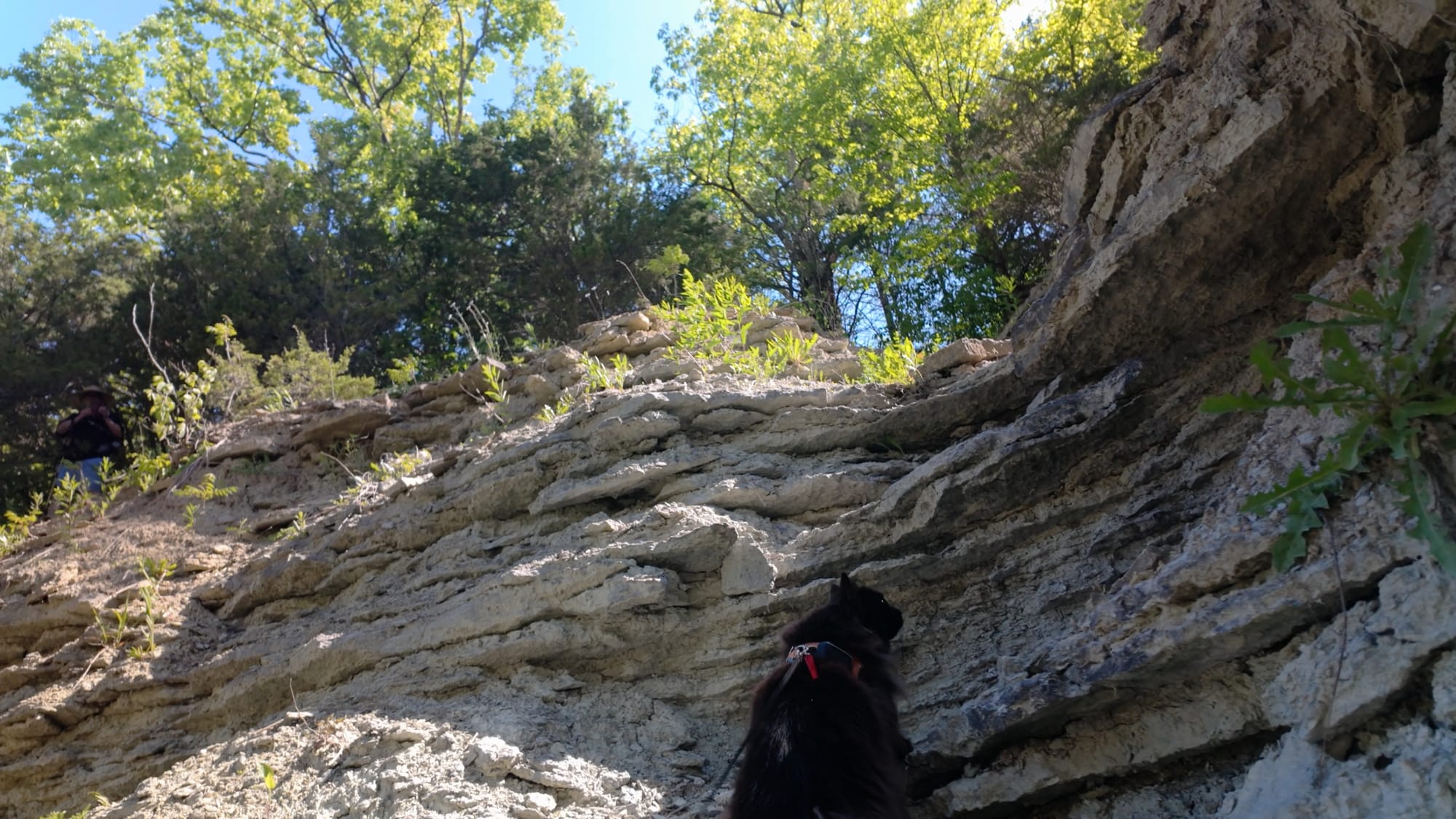 Looking up a steep, crumbling bank of layered limestone from below, Artemis in her harness partway up it and a person at the top edge