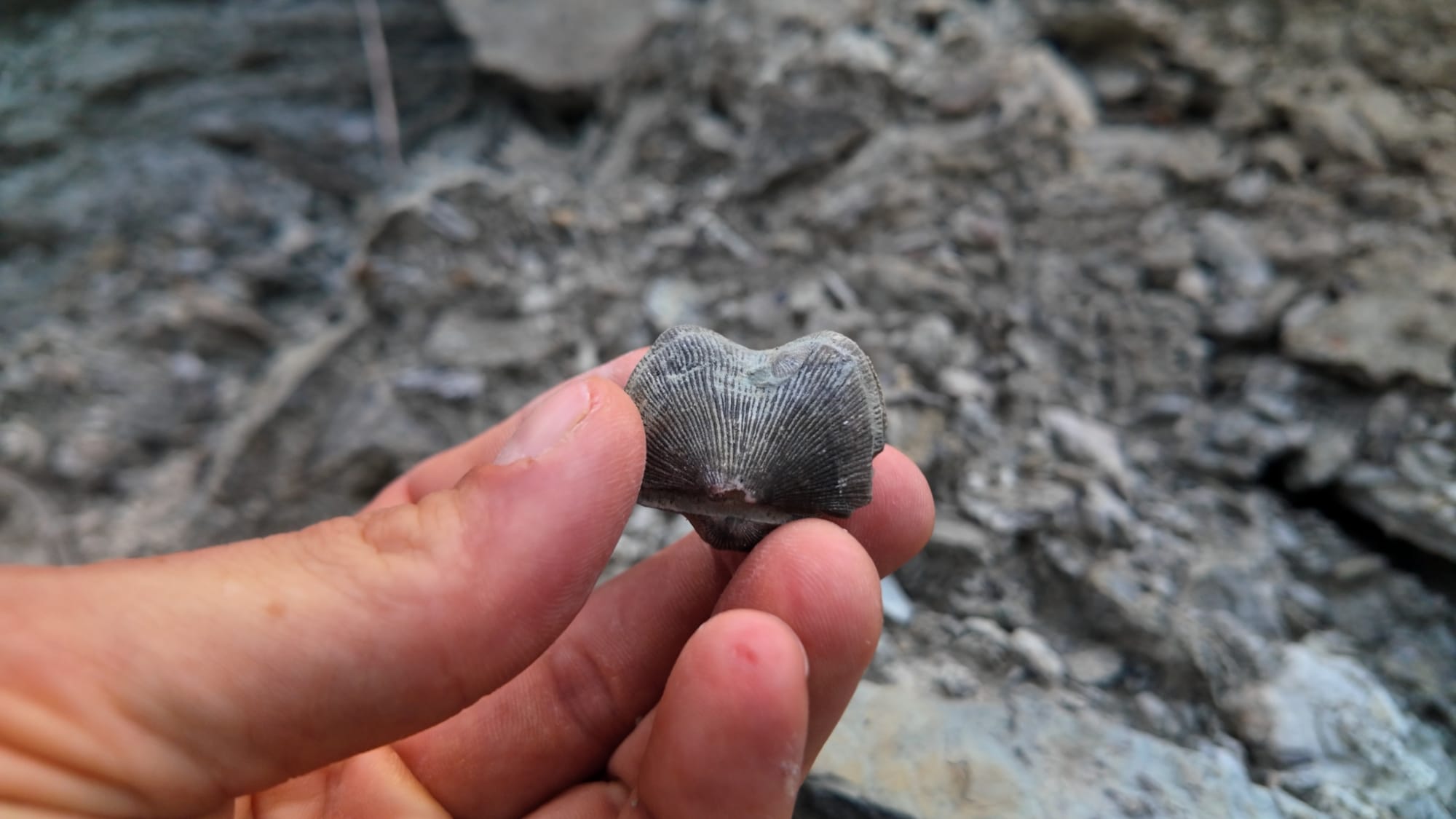 A fingertip-sized brachiopod held up in front of the spillway rubble, its fan of fine ridges still sharp after 445 million years