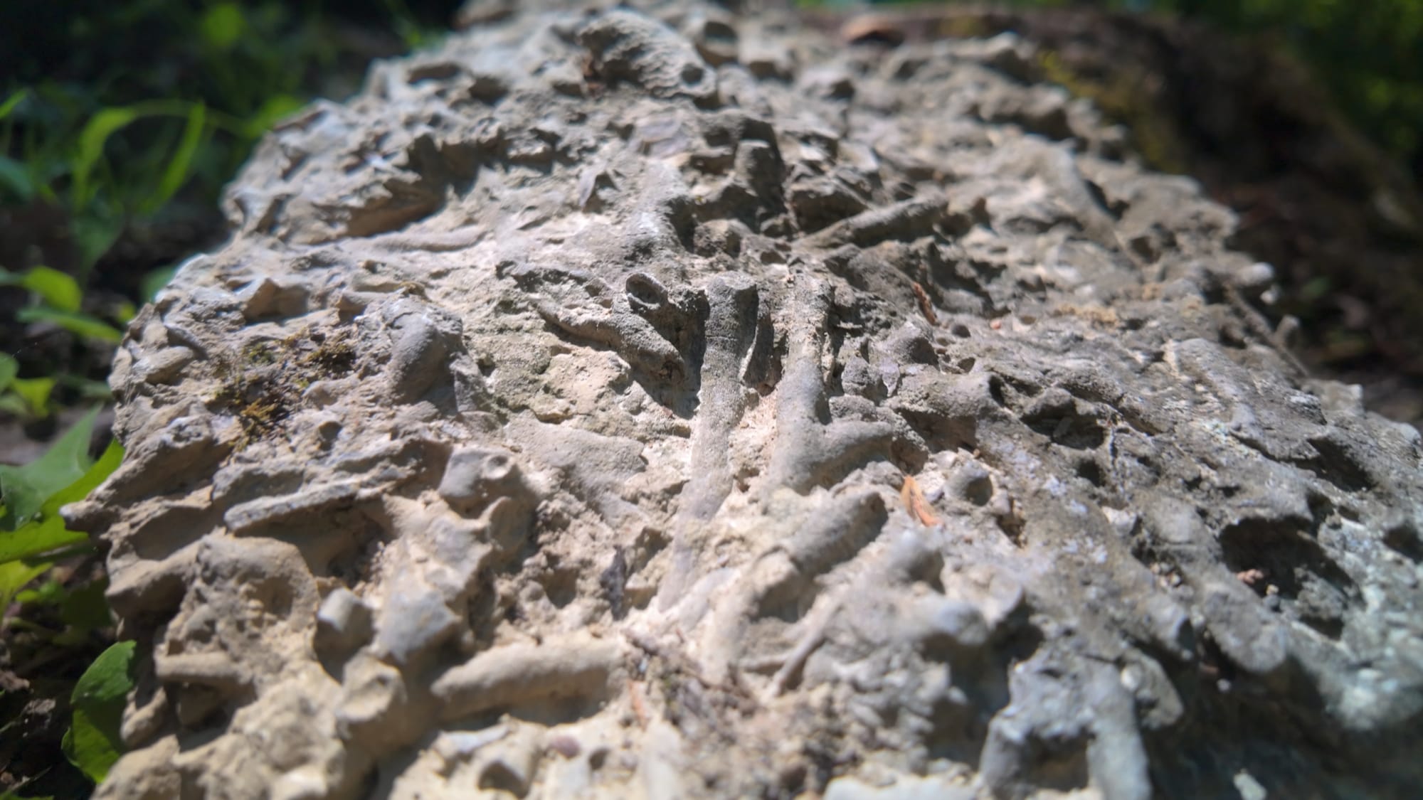 A sunlit block of limestone at the creek edge covered in raised, twig-like bryozoan branches