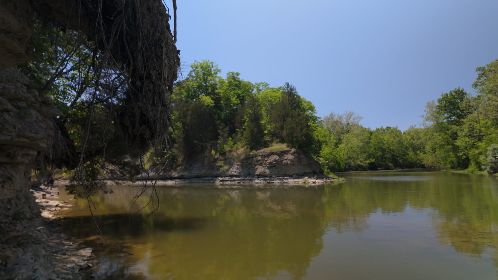 A quiet stretch of Cowan Creek below the dam, tree roots hanging off an undercut limestone bluff over green water