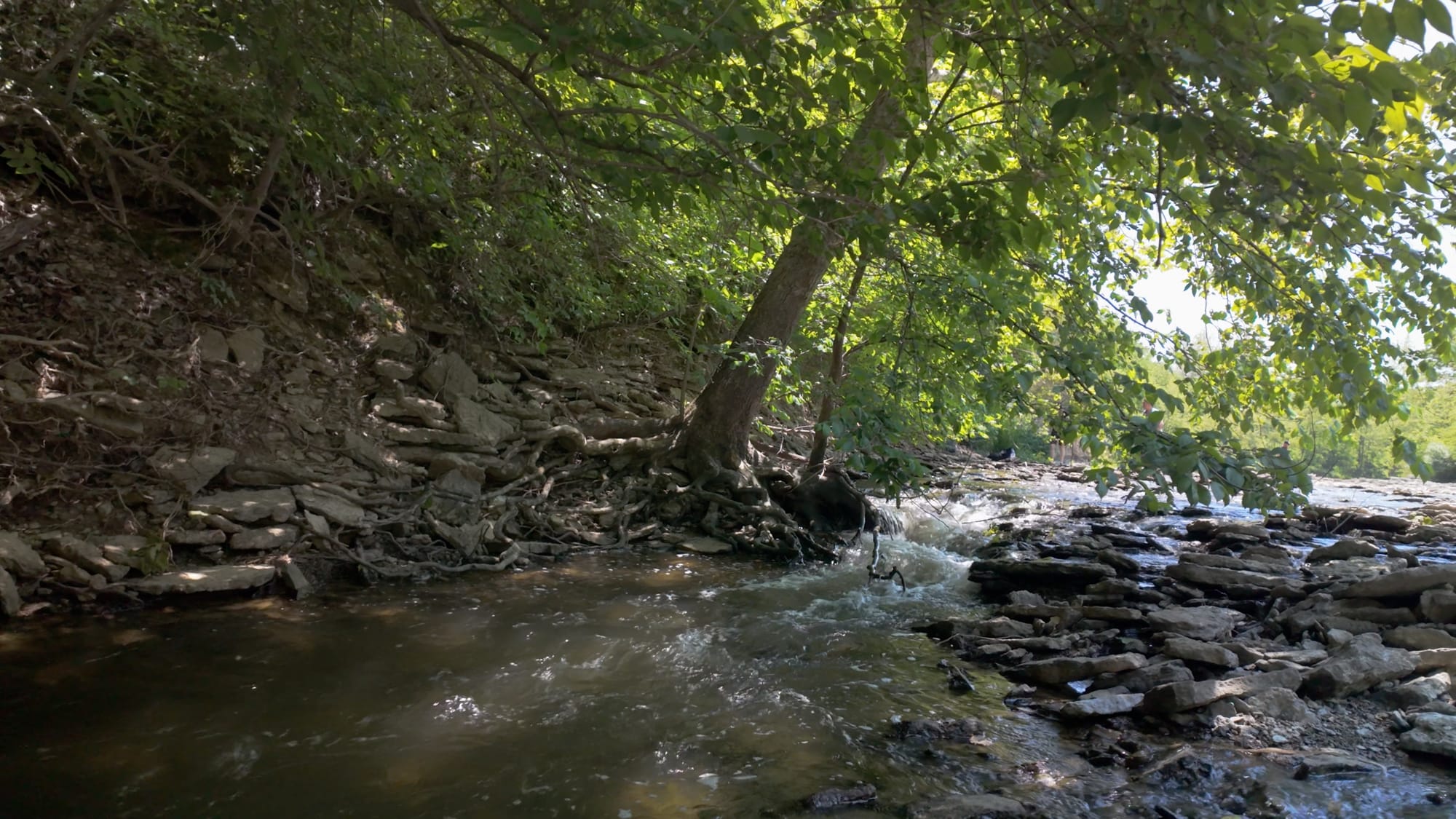 Cowan Creek running clear over a low ledge of Ordovician limestone, shaded by trees rooted straight into the fossil-bearing bank