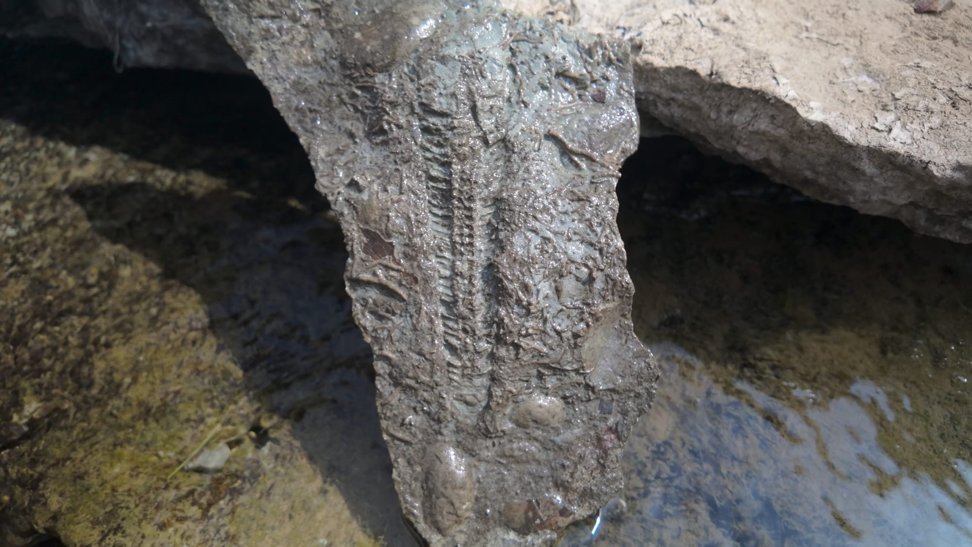 A wet slab lifted from the creek with a long segmented crinoid stem running down the middle of it like a stack of tiny discs