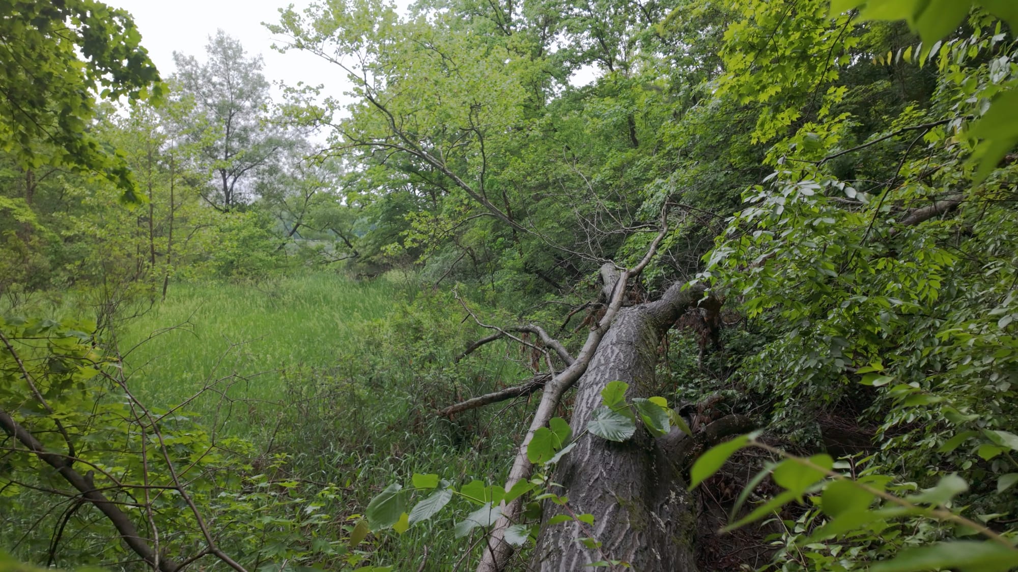 Low green bottomland along Cowan Creek, thick with grass and second-growth trees — the kind of valley floor that went under in 1950