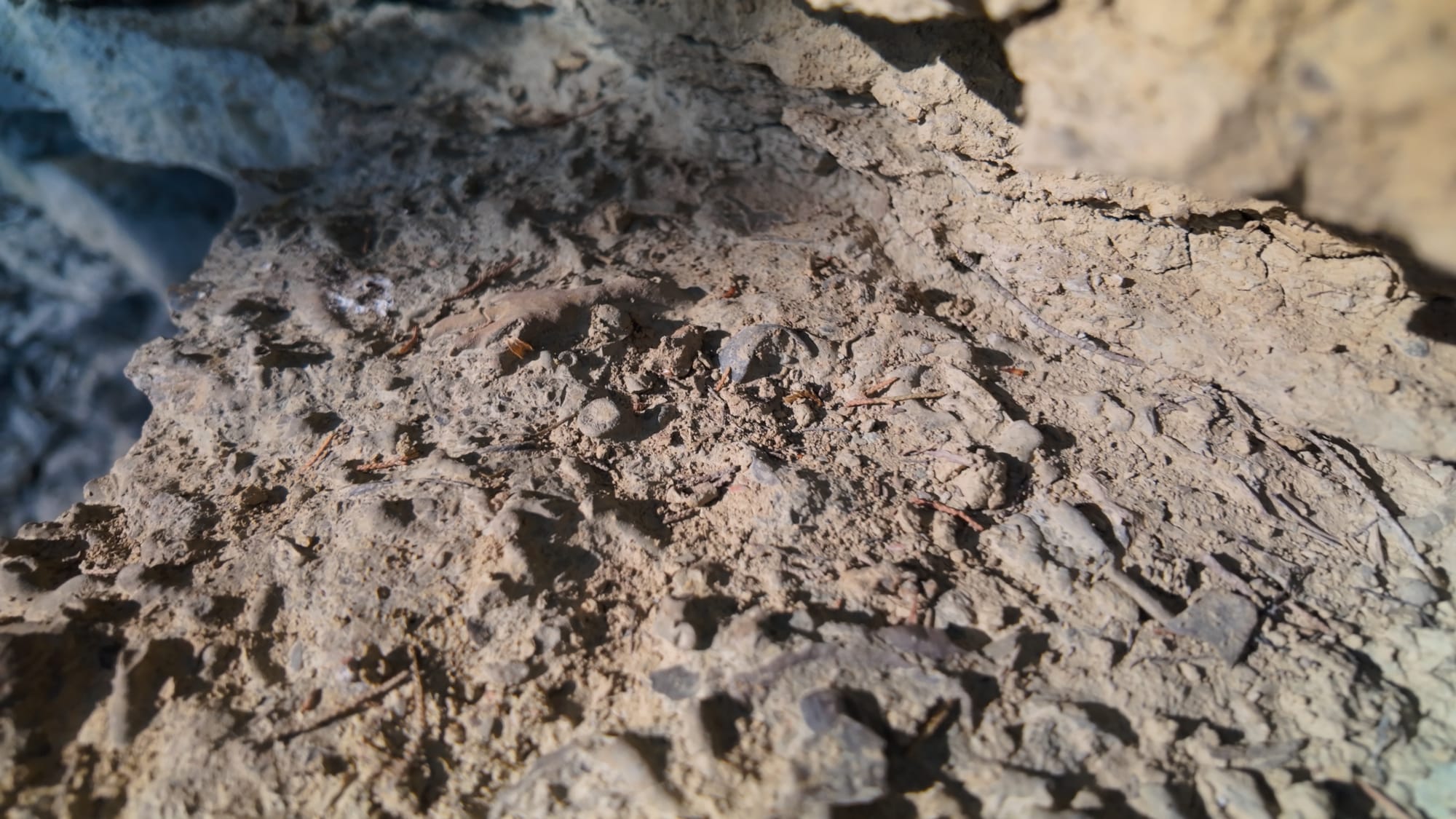 A pale limestone surface in low sun, so crowded with shell and coral impressions that almost no blank rock is left
