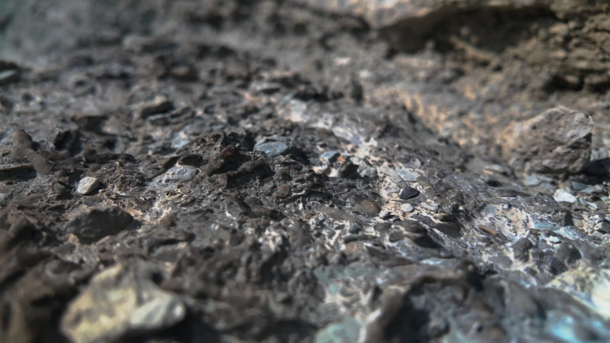 A ground-level close-up of a limestone shelf in the spillway, its whole surface a jumble of broken shells, coral and stem fragments