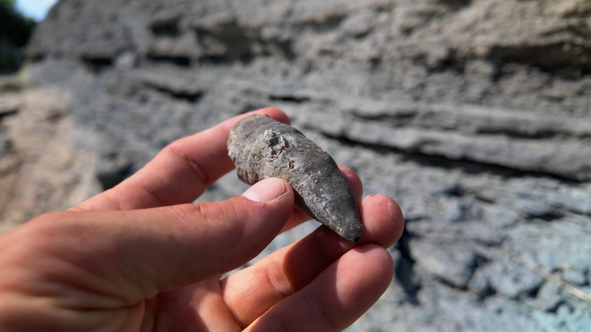 A horn coral held between two fingers — a smooth gray cone about two inches long, tapering to a point