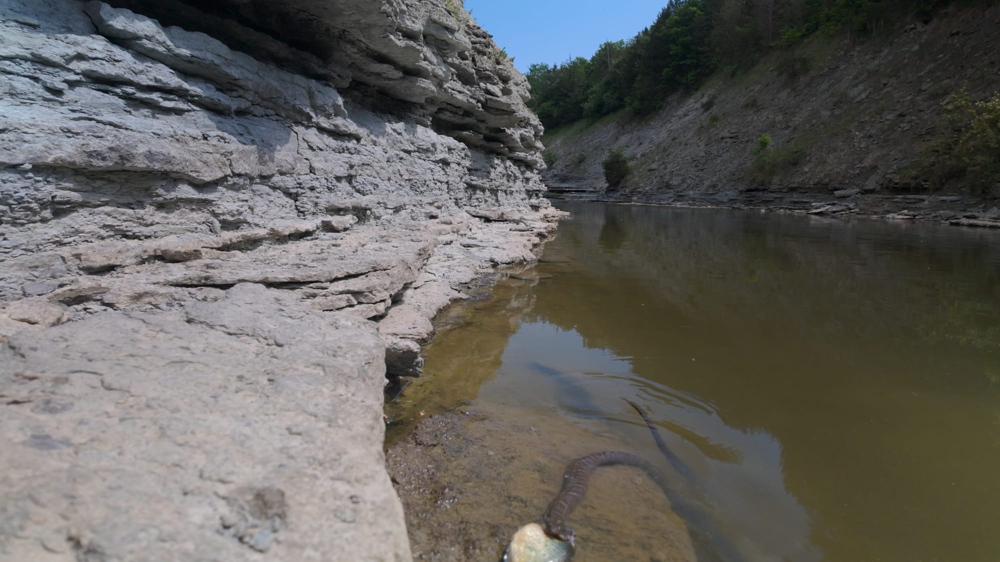 A northern water snake at the edge of the shallow green water in the spillway gorge, below the layered limestone wall