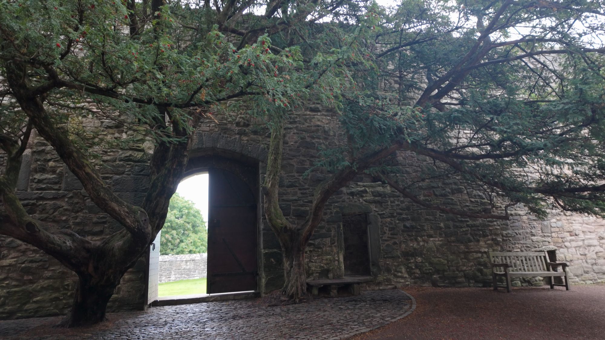 Craigmillar's inner courtyard, two old yew trees spreading over the cobbles and a doorway in the wall leading out