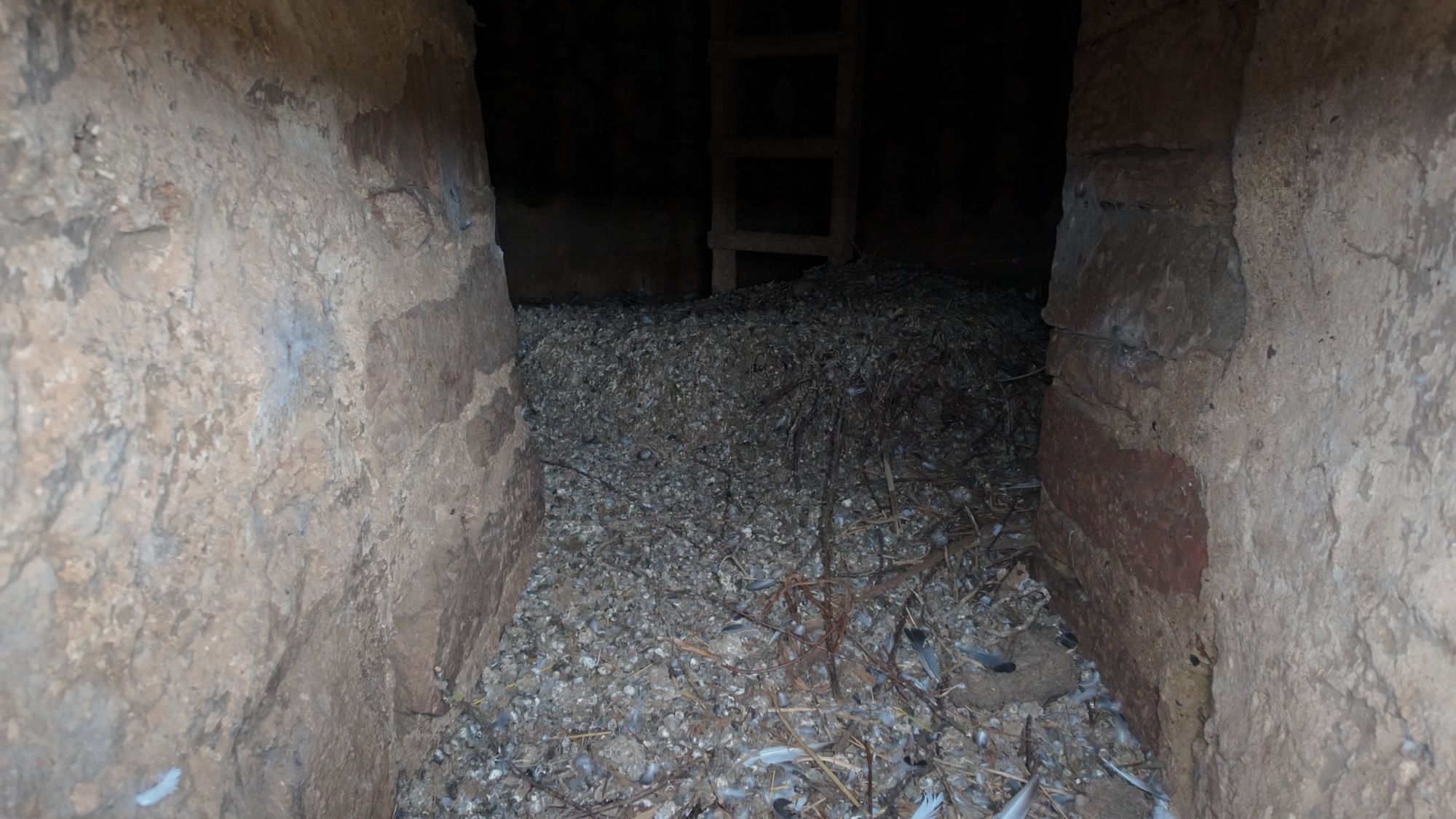 Through the low doorway of the doocot: the floor inside buried in a mound of pigeon droppings and feathers