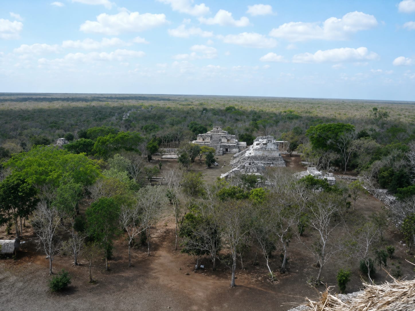 The view from the summit — unbroken canopy to every horizon.