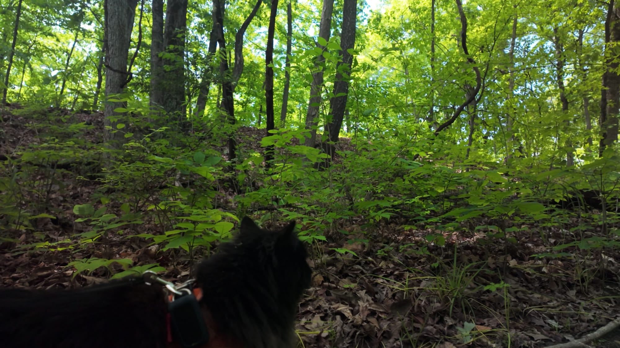 Artemis picking her way along the wooded trail beside one of the earthen mounds