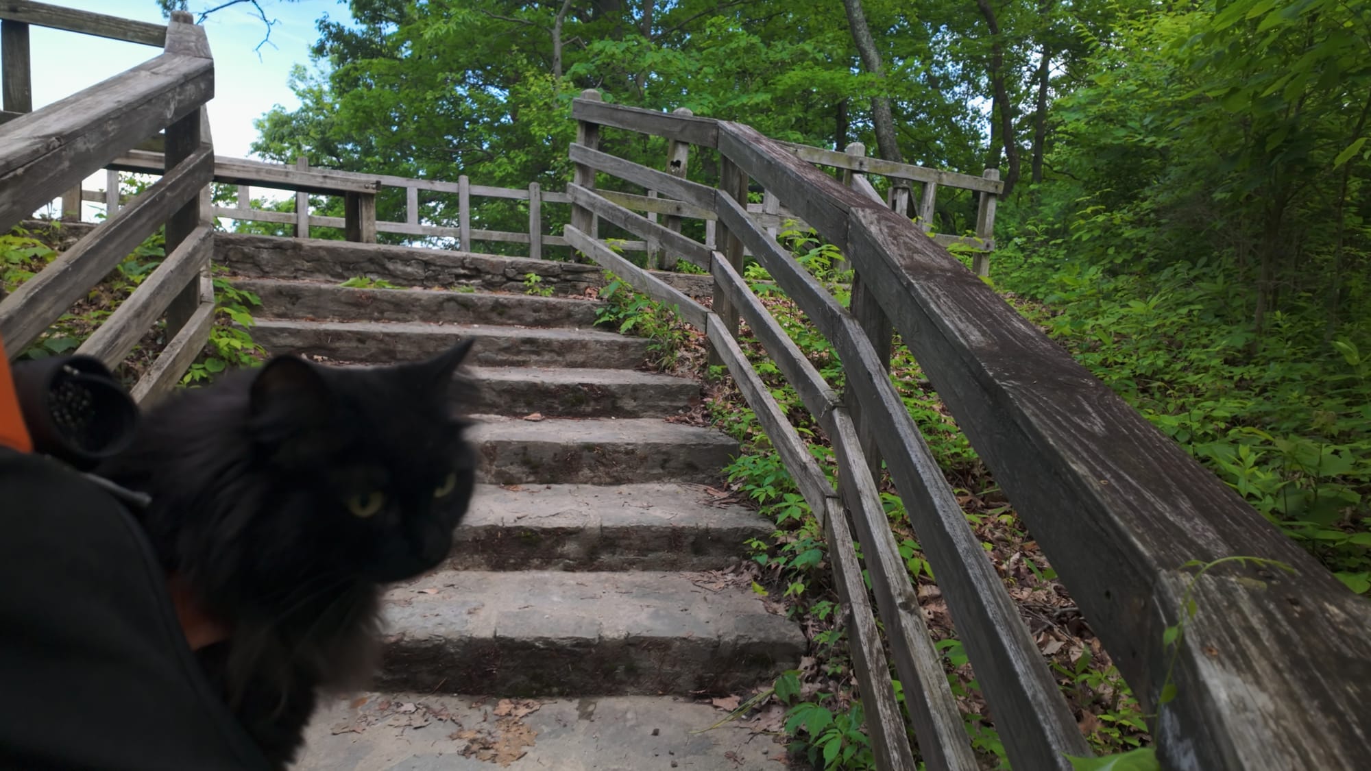 Artemis on the wooden stairs heading up toward one of the overlooks above the Little Miami River