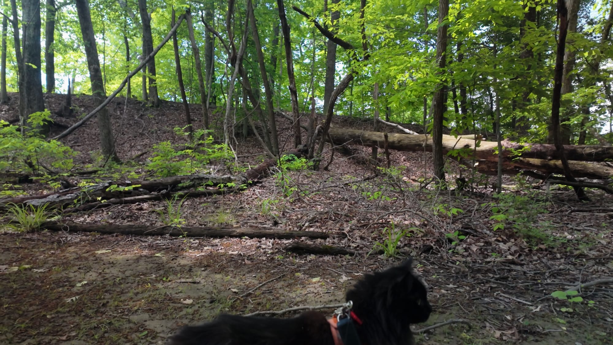 Artemis on the trail below one of the earthen walls, giving a sense of just how much dirt is piled up here