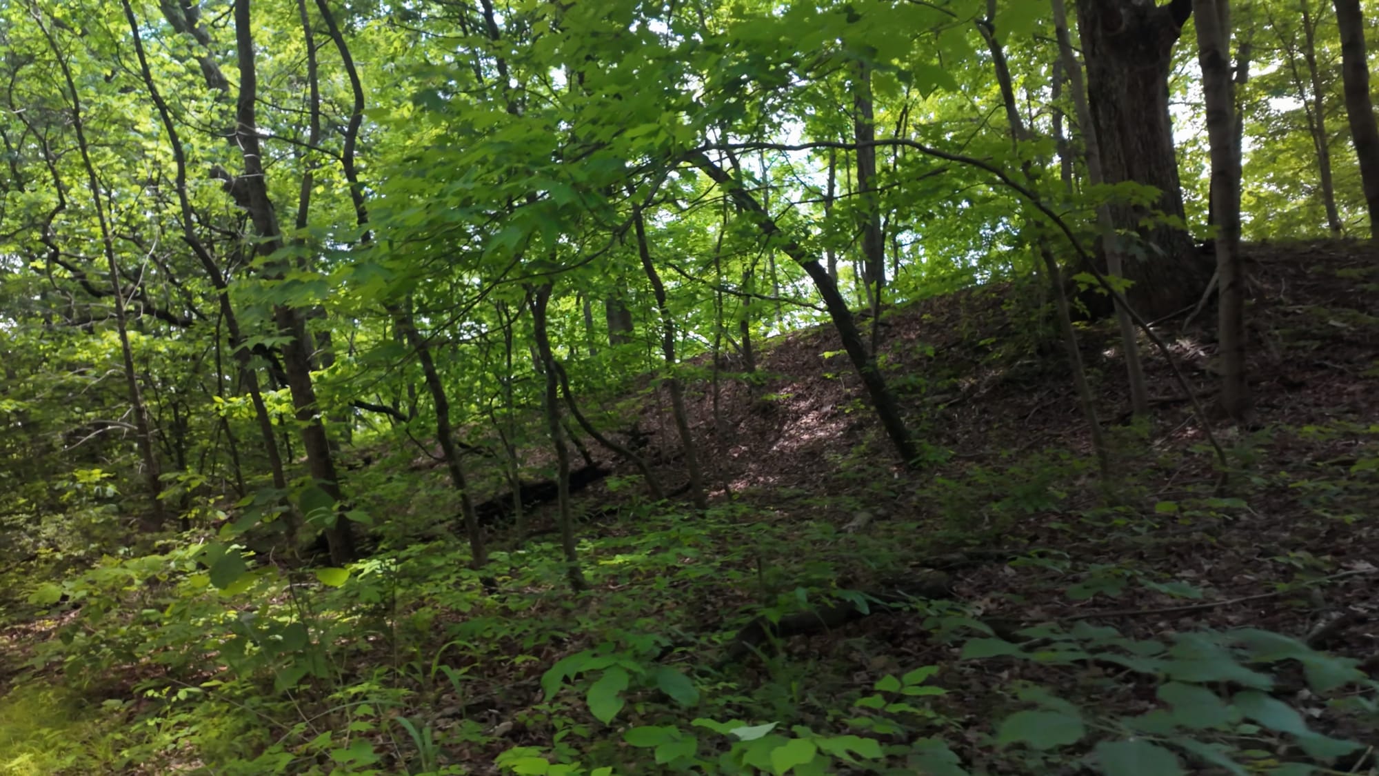 An earthen embankment running through the forest at Fort Ancient, still clearly defined after two thousand years