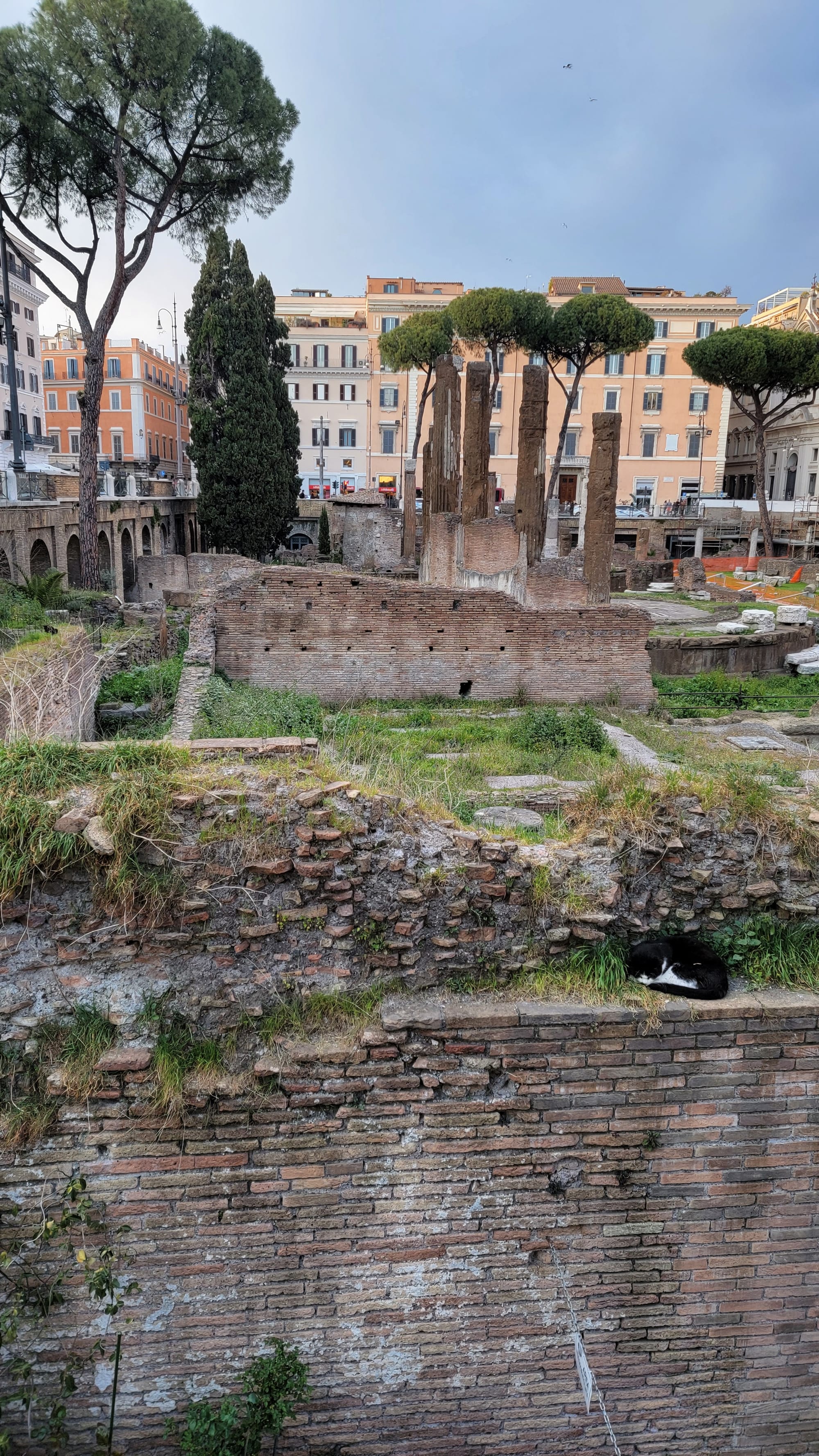 One of the sanctuary cats among the ancient temple stones
