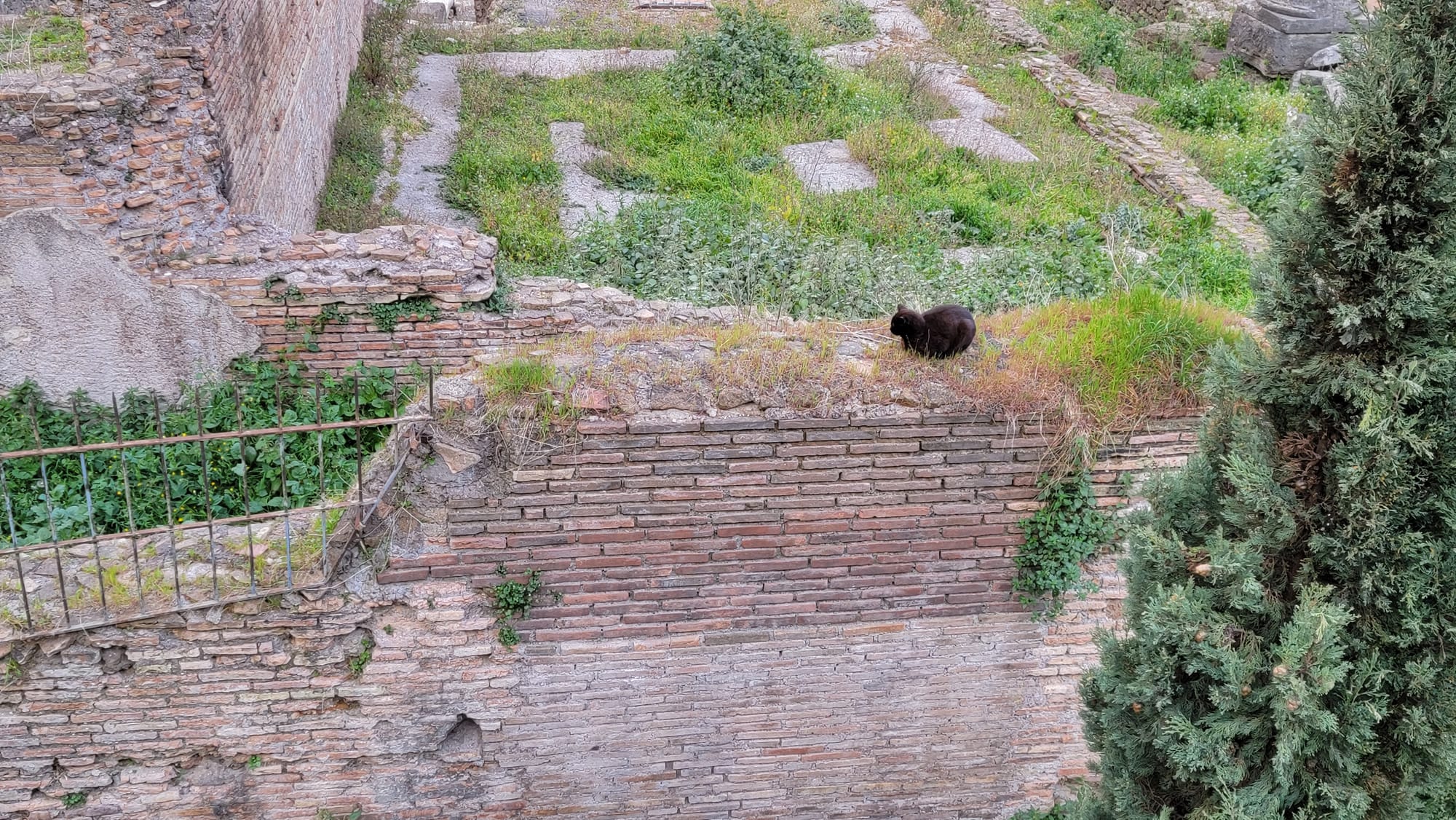 A black cat prowling the sunken temple square of Largo di Torre Argentina