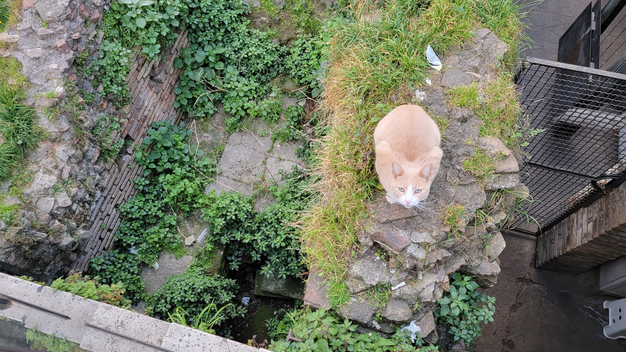 A resident cat among the ancient ruins of Largo di Torre Argentina