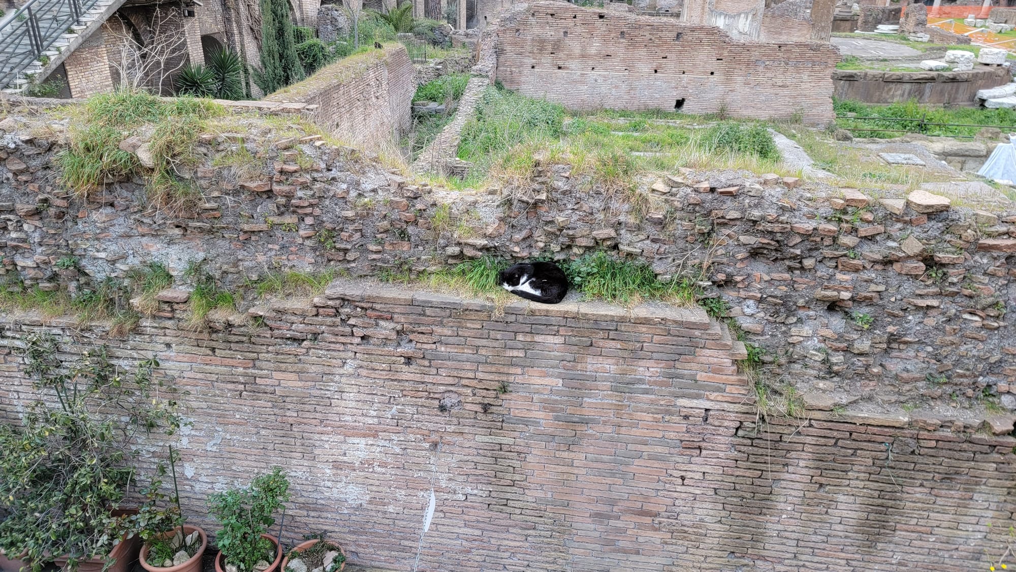 A cat asleep among the ruins of Largo di Torre Argentina
