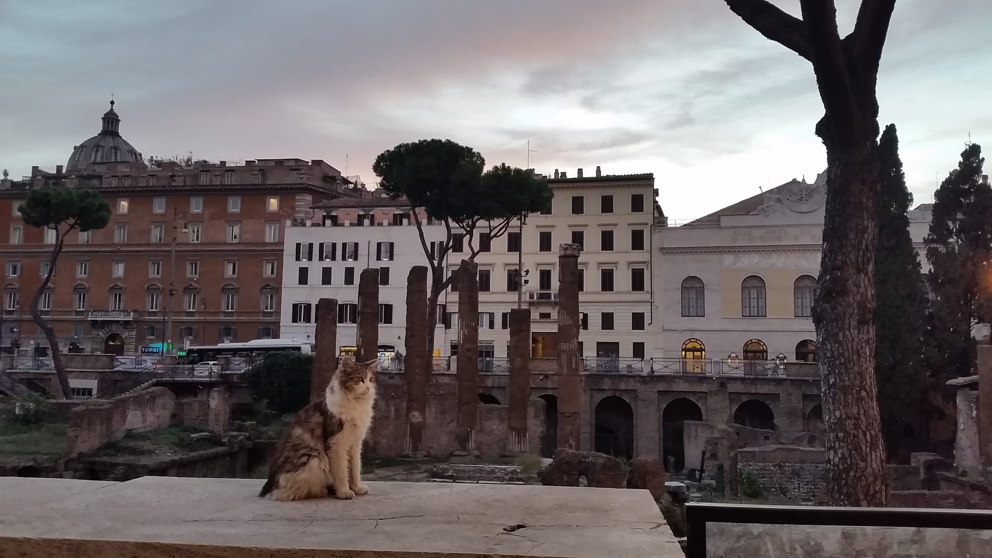 Cats among the ancient temple foundations of Largo di Torre Argentina