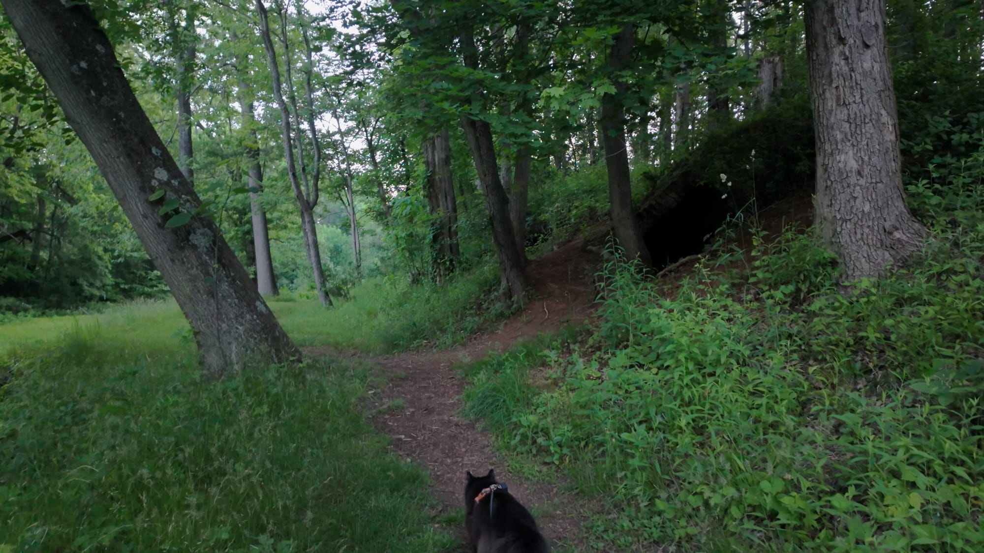 The wooded trail leading into the coke ovens site