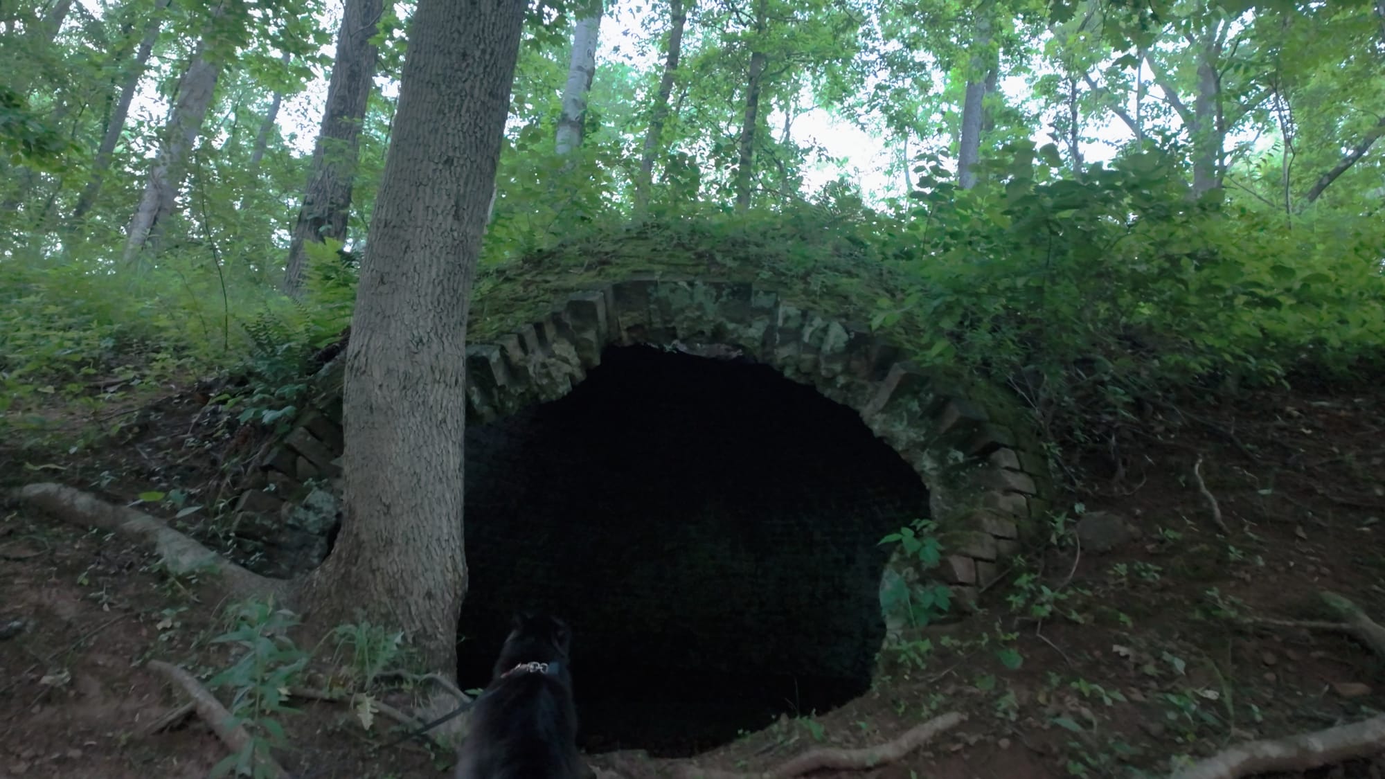 A tree grown directly through the remains of a coke oven, roots wrapped into the brick