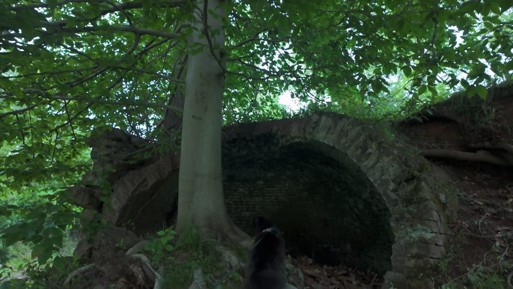 Another oven with a mature tree rooted into its dome — the second forest growing inside the first industry