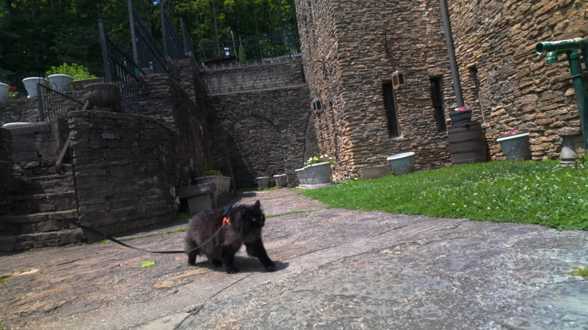 Artemis strutting the castle grounds like she built the place
