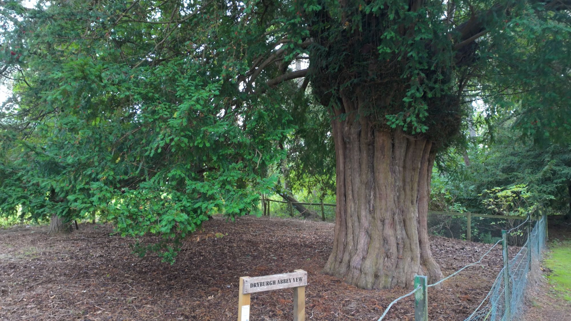 The old Dryburgh yew, its thick fluted trunk fenced off among the trees