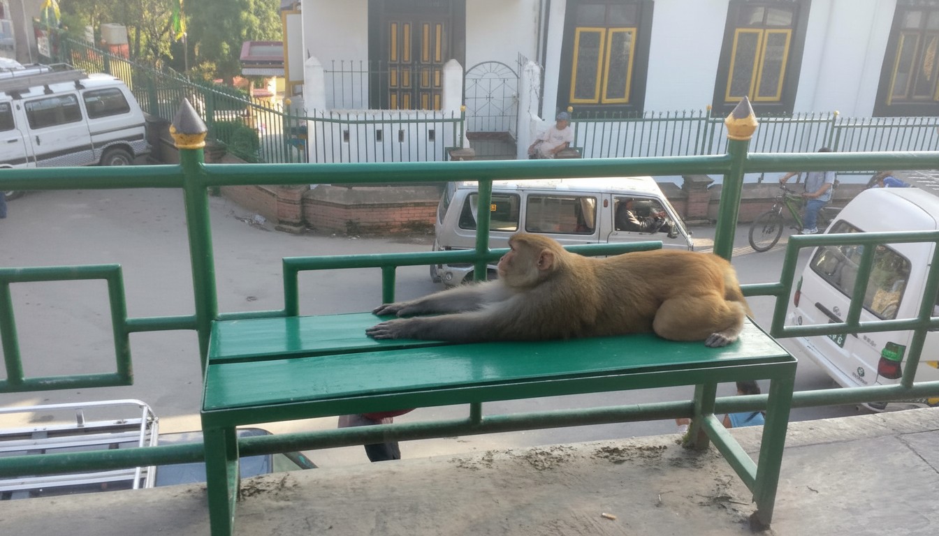 One of the sacred monkeys of Swayambhunath — do not smile at it