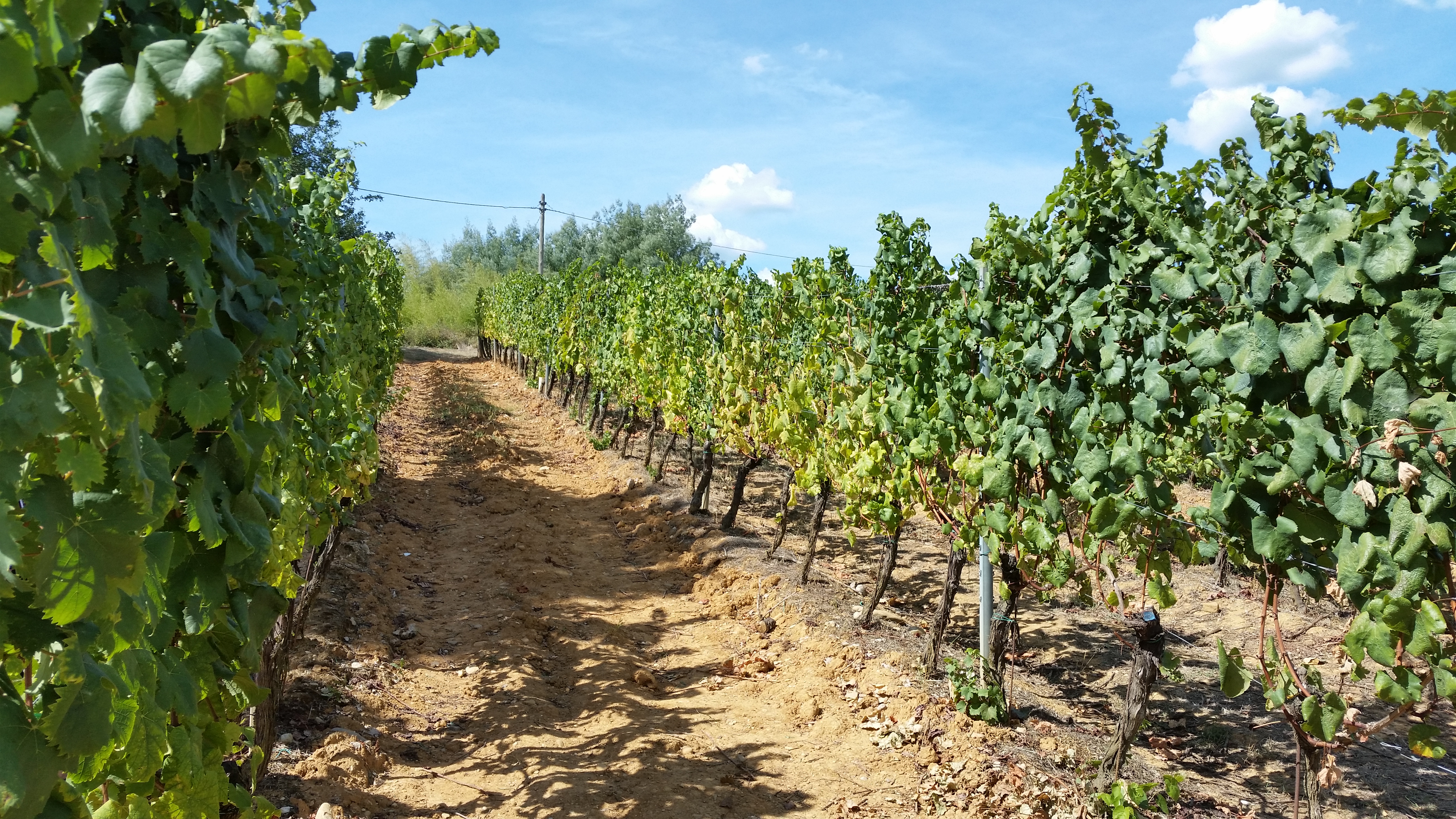 A vineyard at a Tuscan winery in Italy