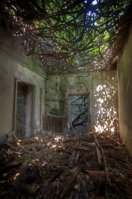 A destroyed room inside Poveglia's hospital, the roof collapsed and vines taking over