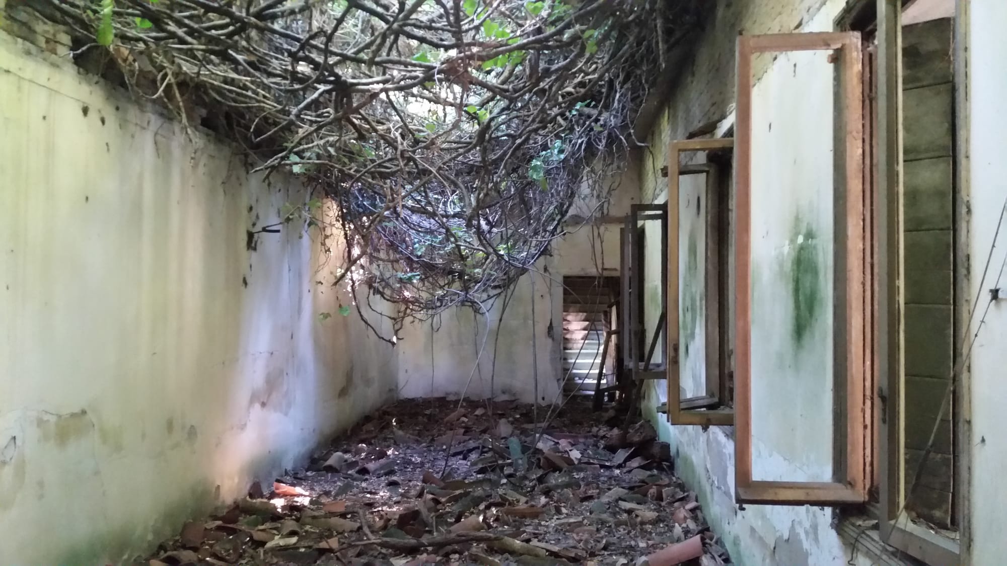 Vines reclaiming the roof of the abandoned hospital