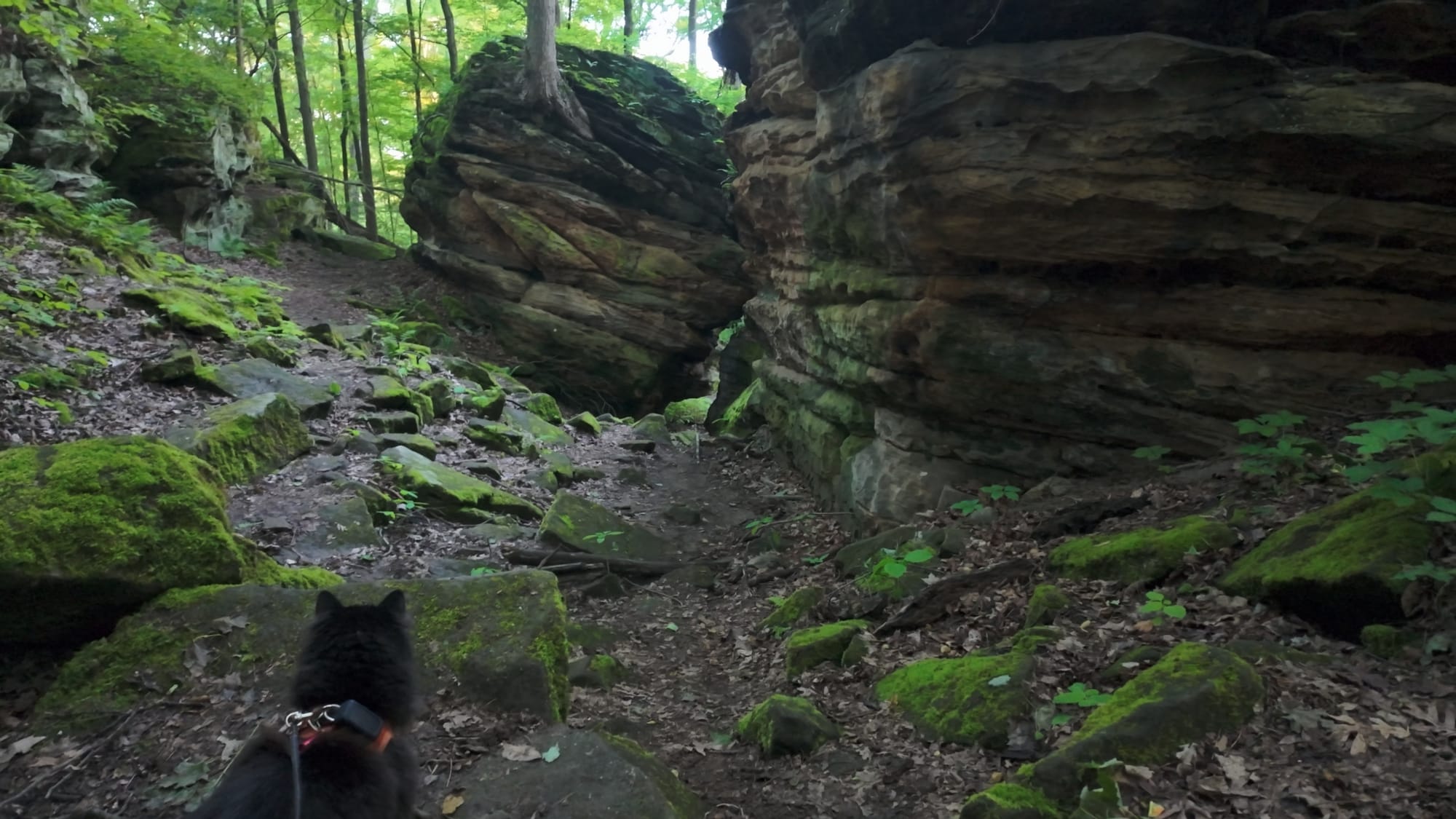 Artemis on the Sharon conglomerate ledges — 310-million-year-old sandstone soft enough to carve by hand and hard enough to hold the marks for eighty years